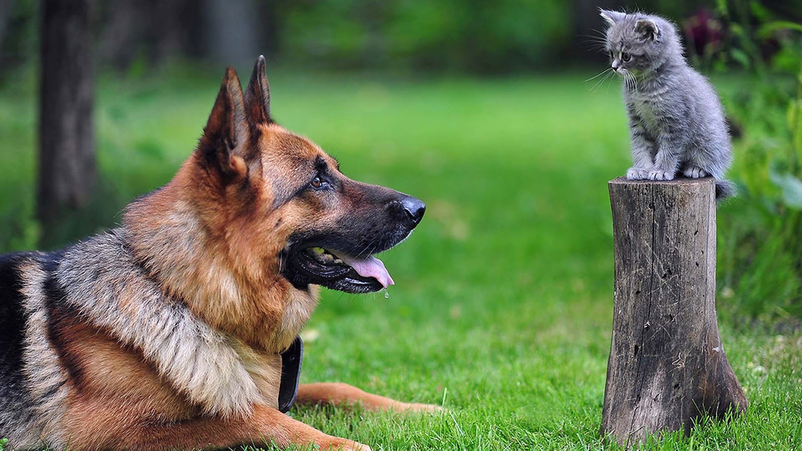 Cat And Dog Funny Wallpapers