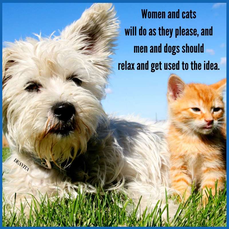 Cat And Dog Funny Wallpapers