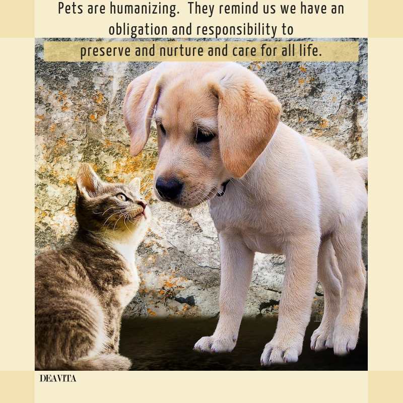 Cat And Dog Funny Wallpapers