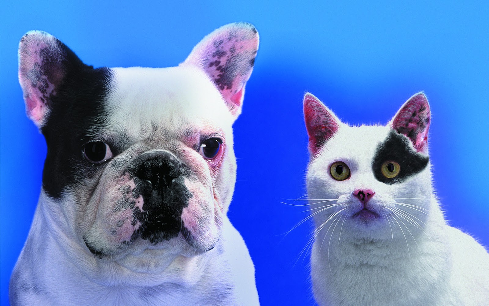 Cat And Dog Funny Wallpapers