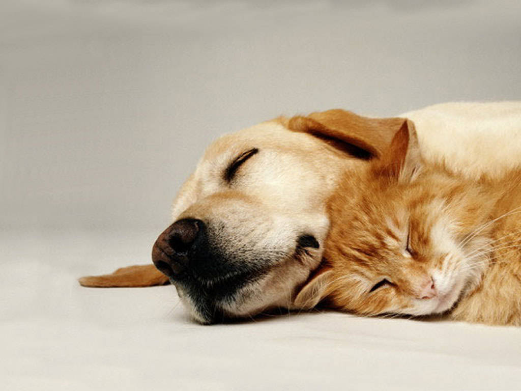 Cat And Dog Funny Wallpapers