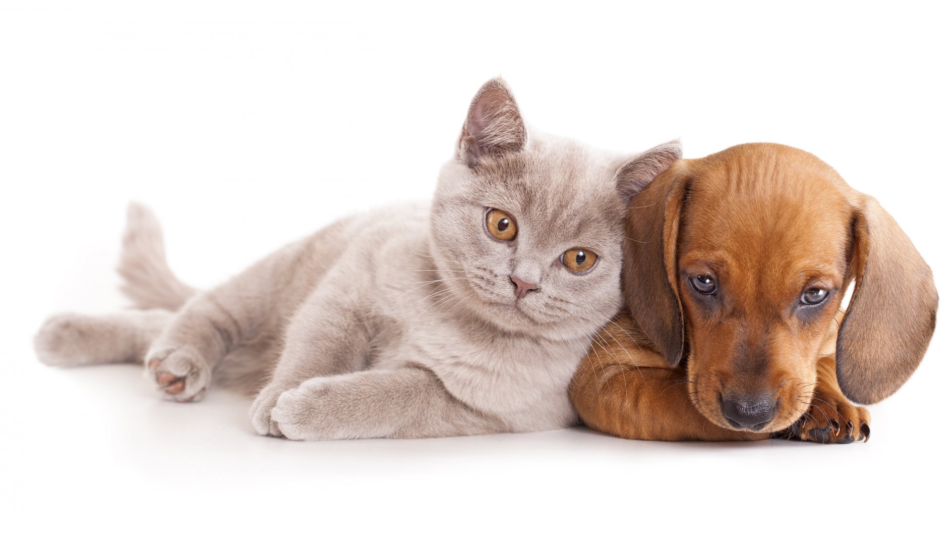 Cat And Dog Wallpapers