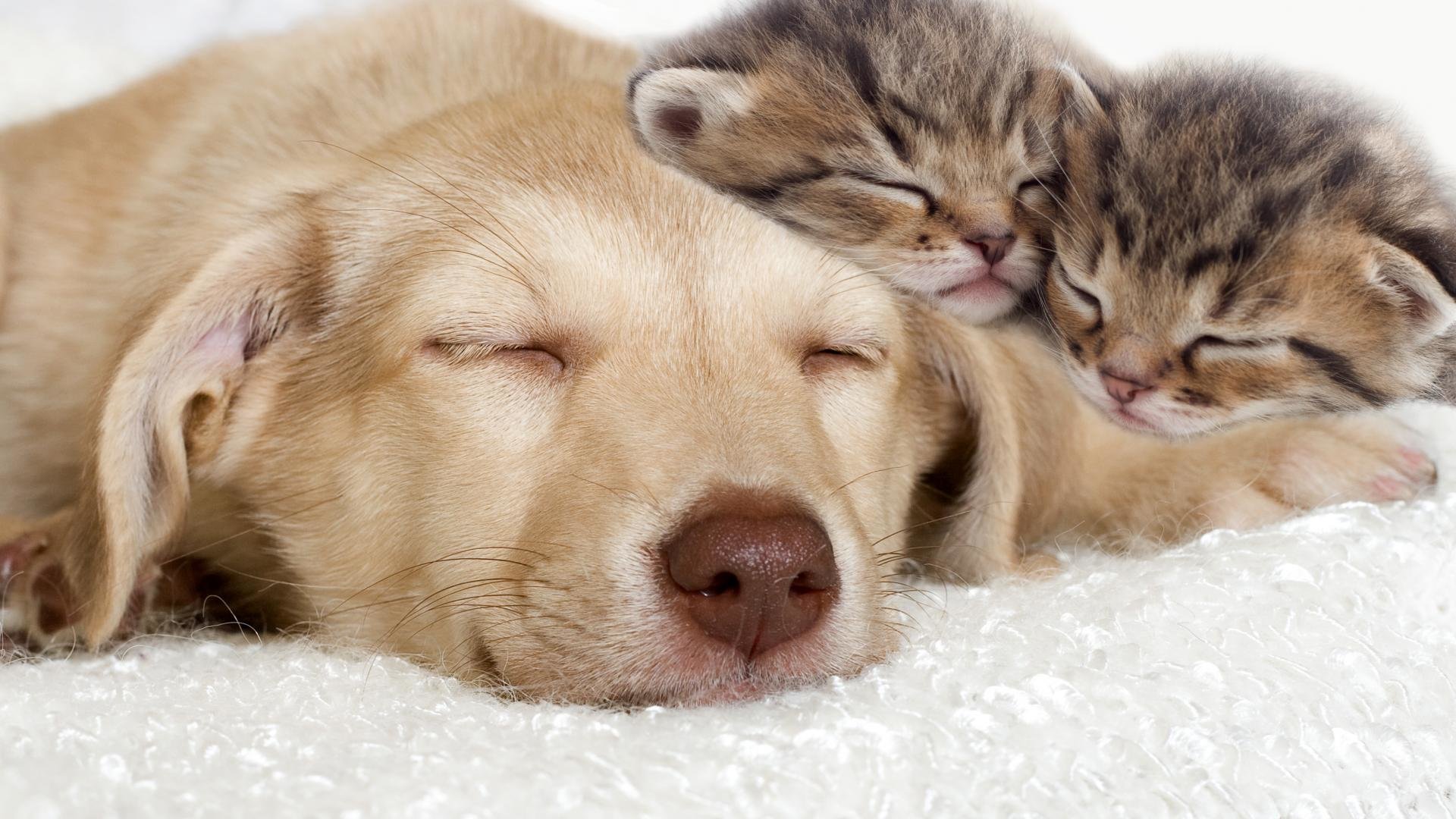 Cat And Dog Wallpapers