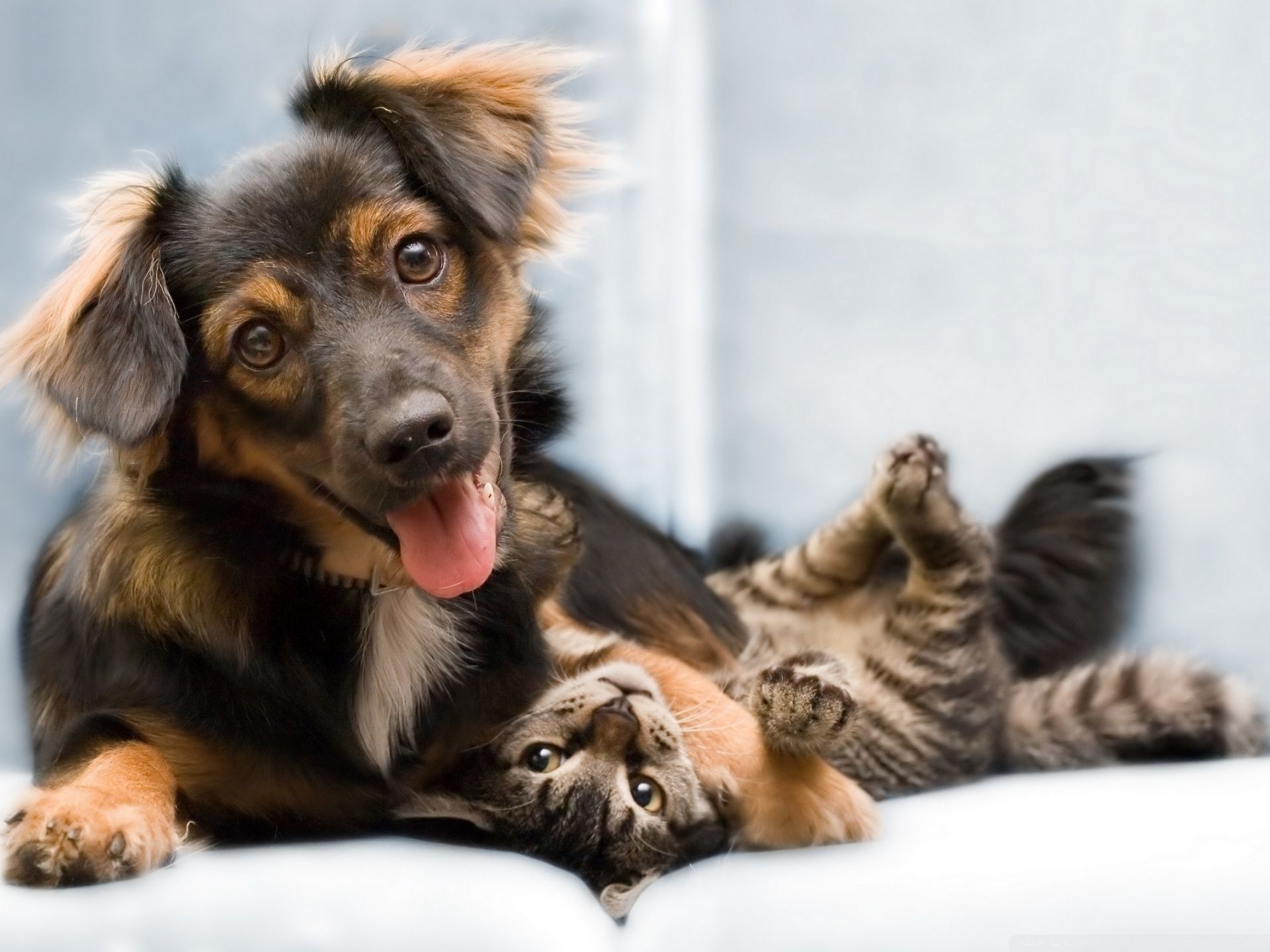 Cat And Dog Wallpapers