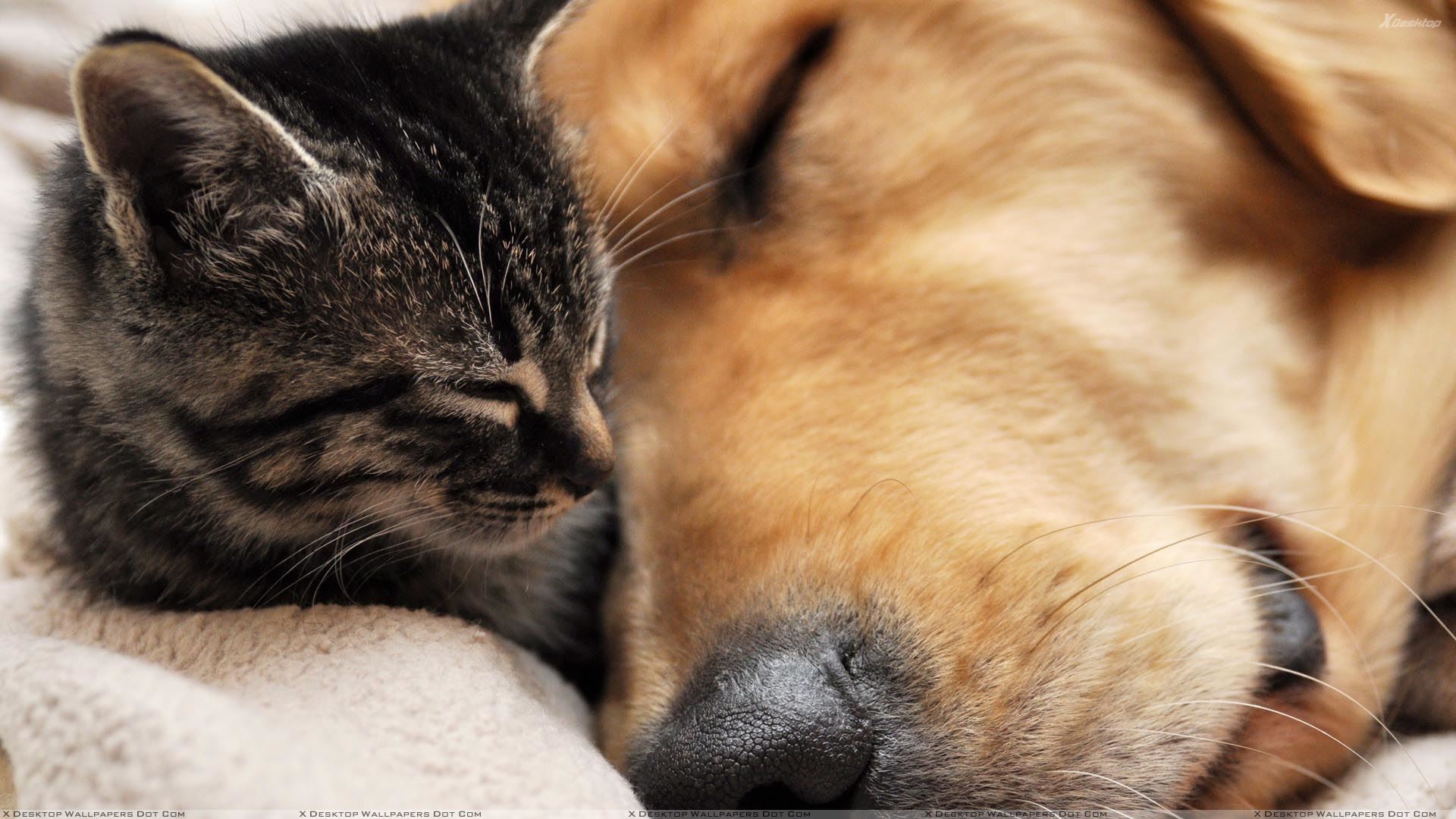 Cat And Dog Wallpapers