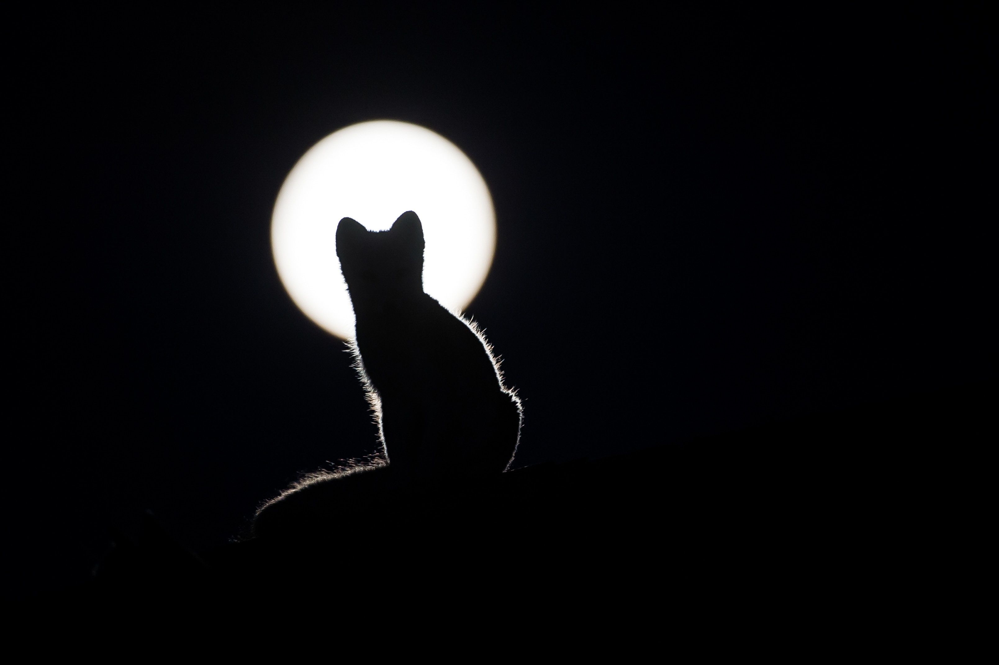 Cat And Moon Wallpapers