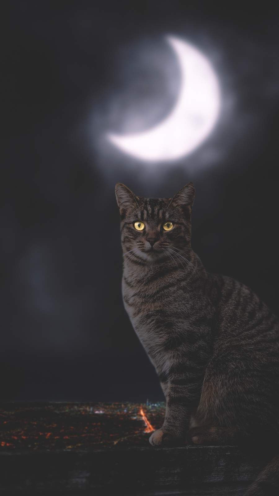 Cat And Moon Wallpapers