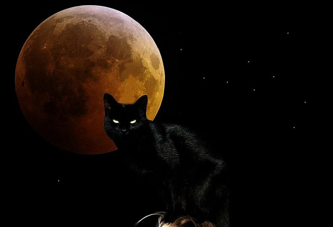 Cat And Moon Wallpapers