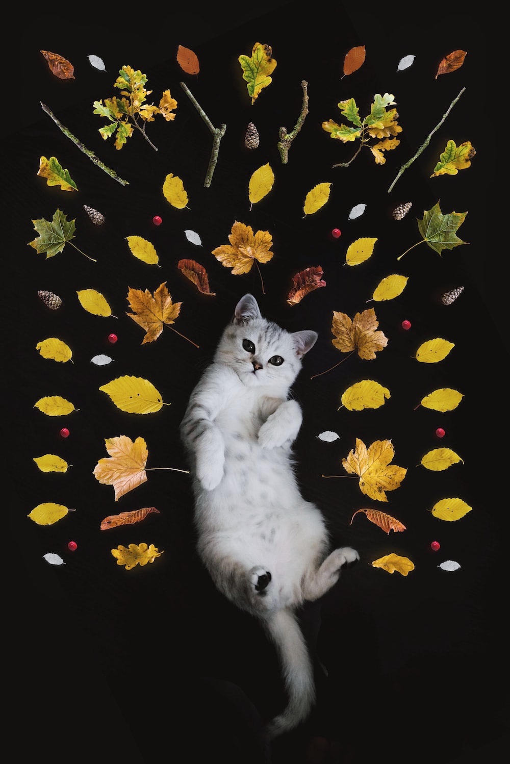 Cat Art Wallpapers