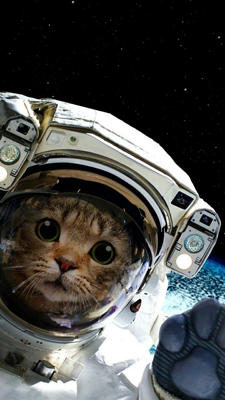 Cat Astronaut Wallpapers