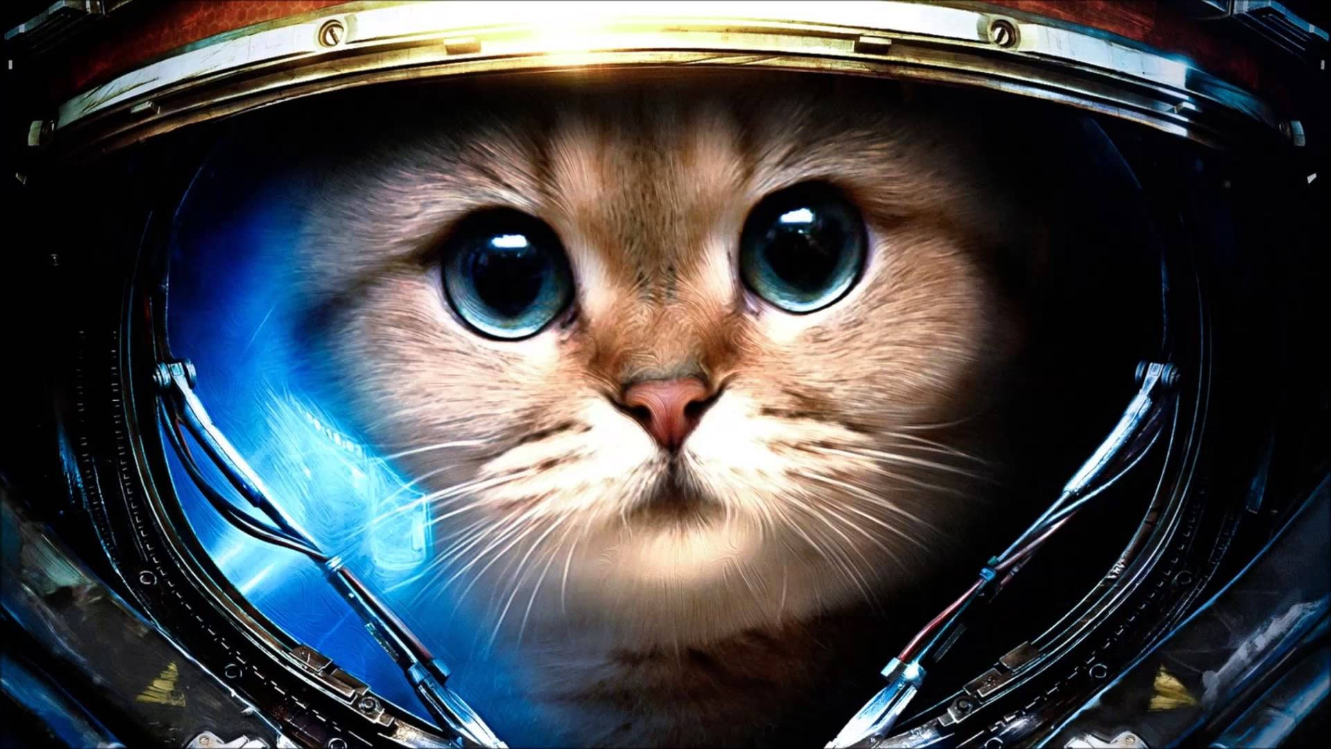 Cat Astronaut Wallpapers