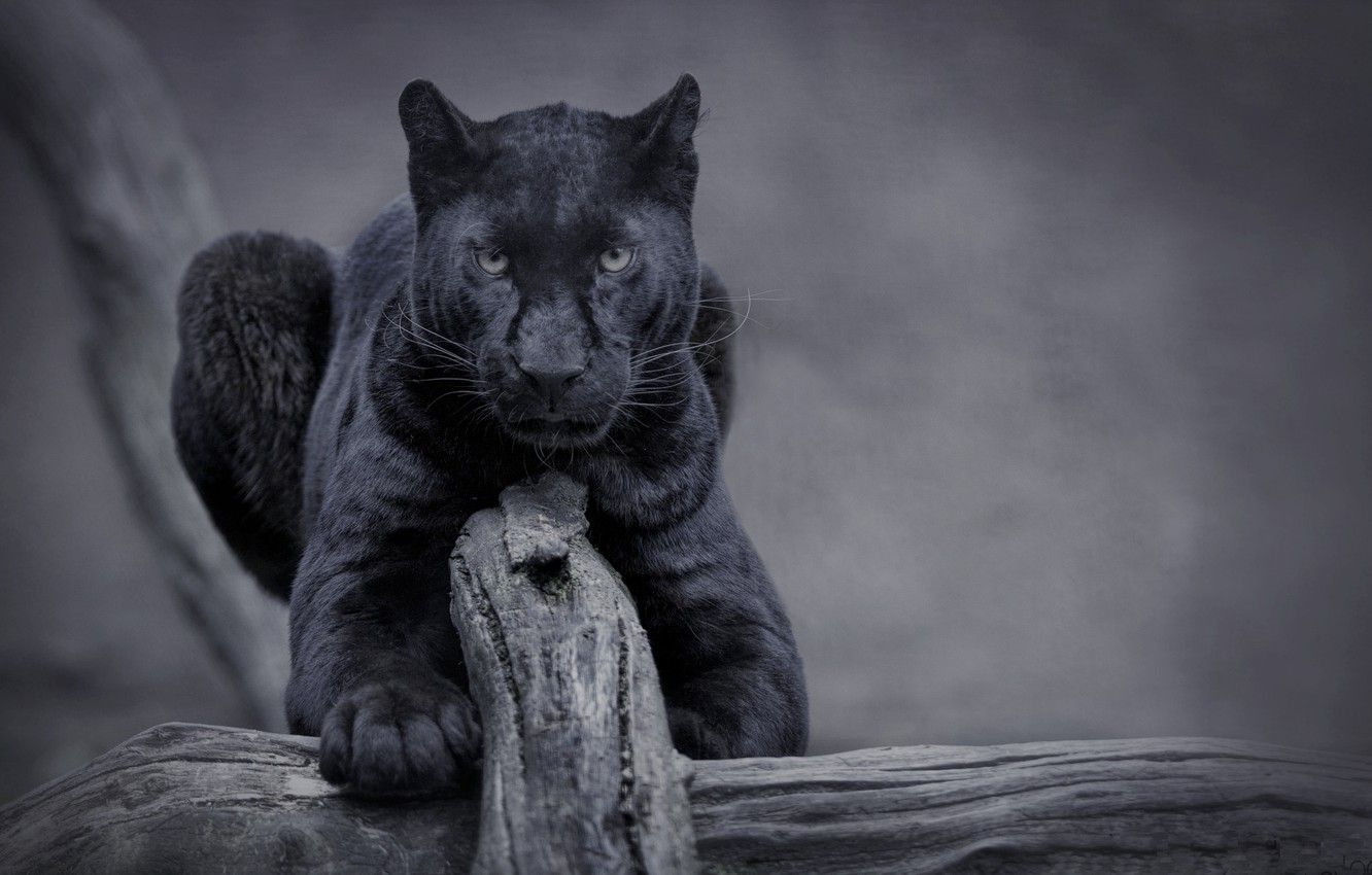 Cat Black Panther Wallpapers