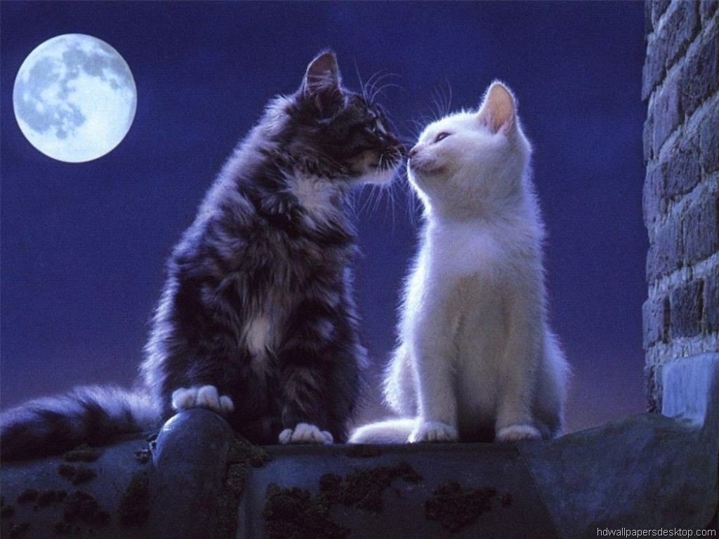 Cat Couples Wallpapers