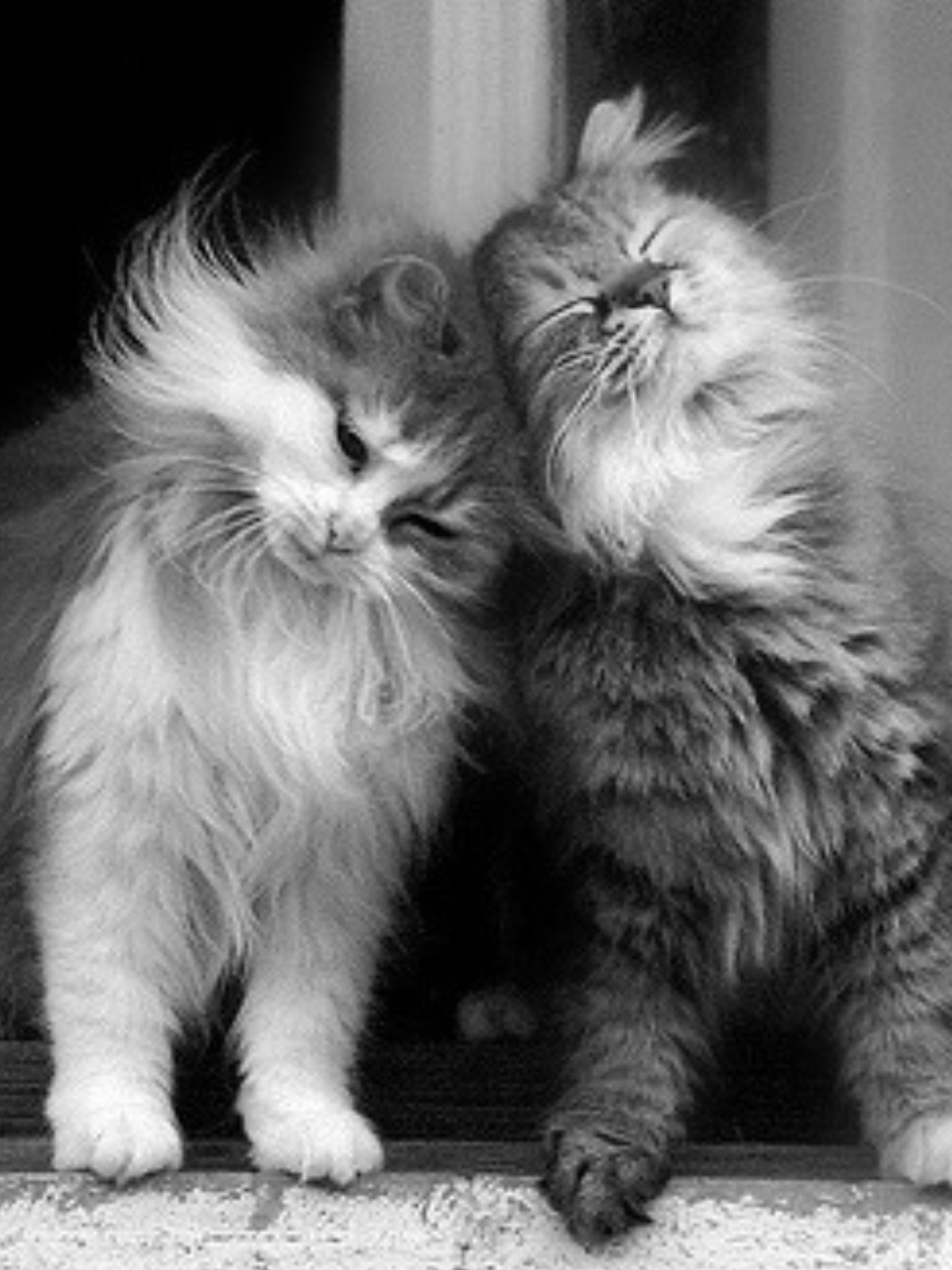 Cat Couples Wallpapers