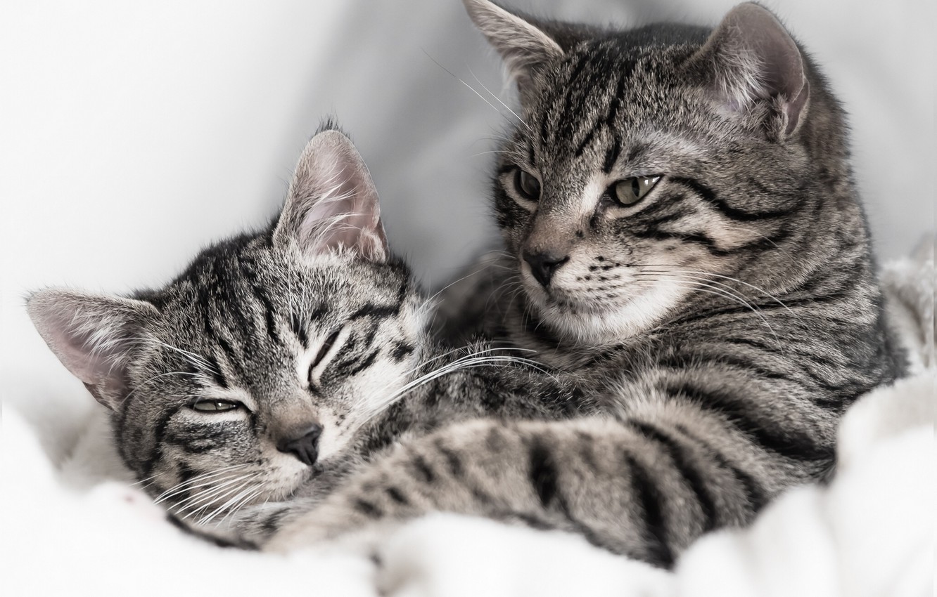 Cat Couples Wallpapers