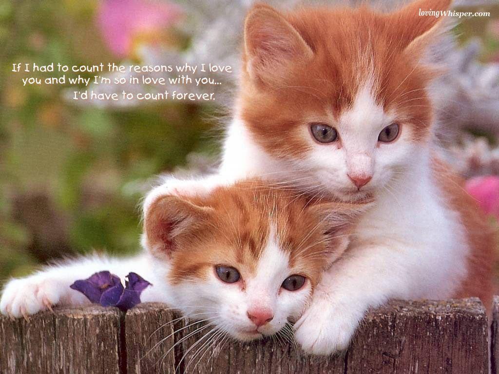 Cat Couples Wallpapers