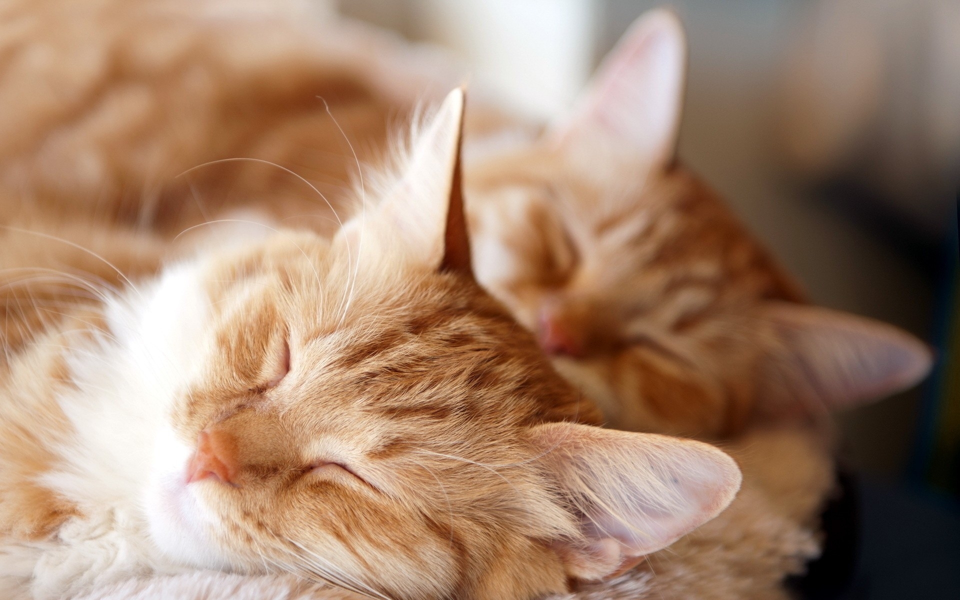 Cat Couples Wallpapers