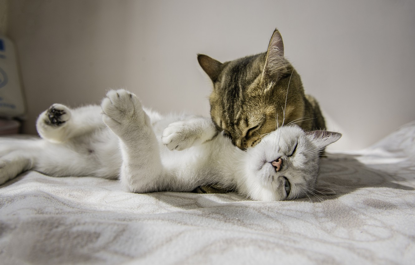 Cat Couples Wallpapers