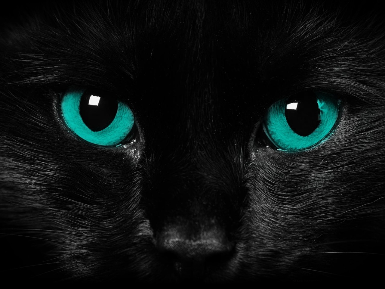 Cat Eyes Wallpapers