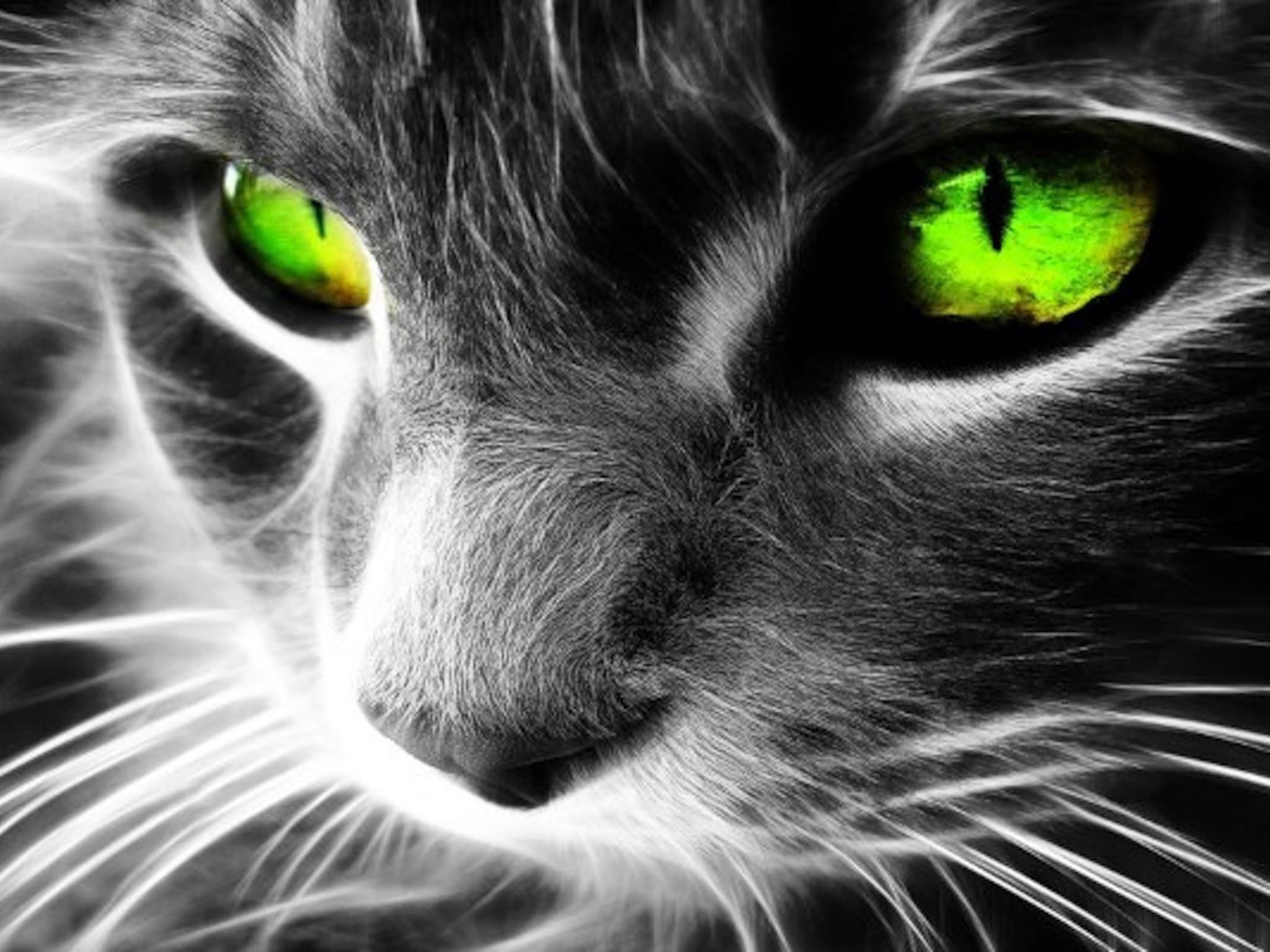 Cat Eyes Wallpapers