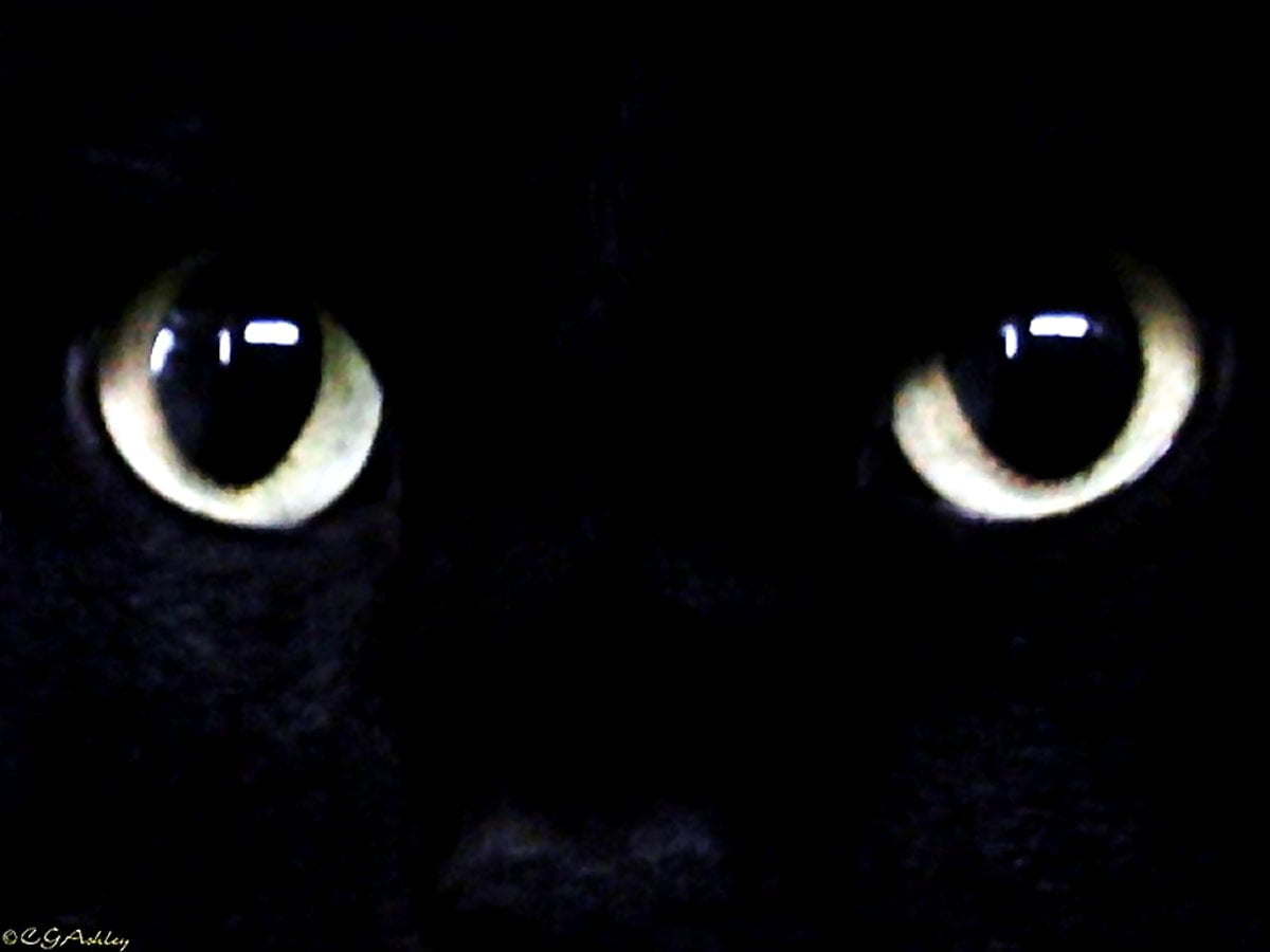 Cat Eyes Wallpapers