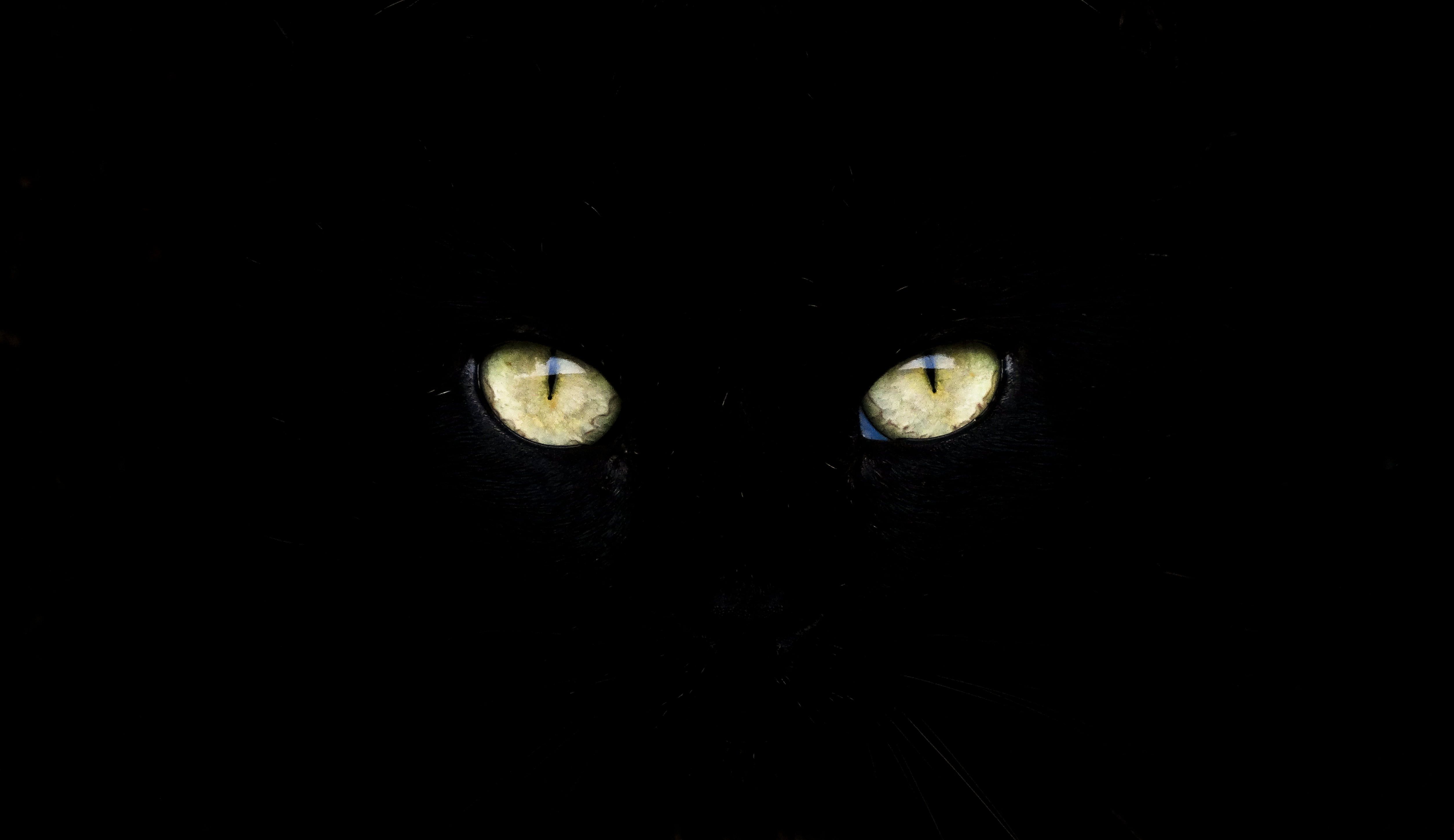 Cat Eyes Wallpapers