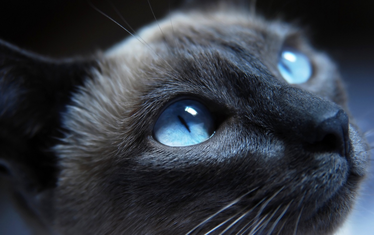 Cat Eyes Wallpapers