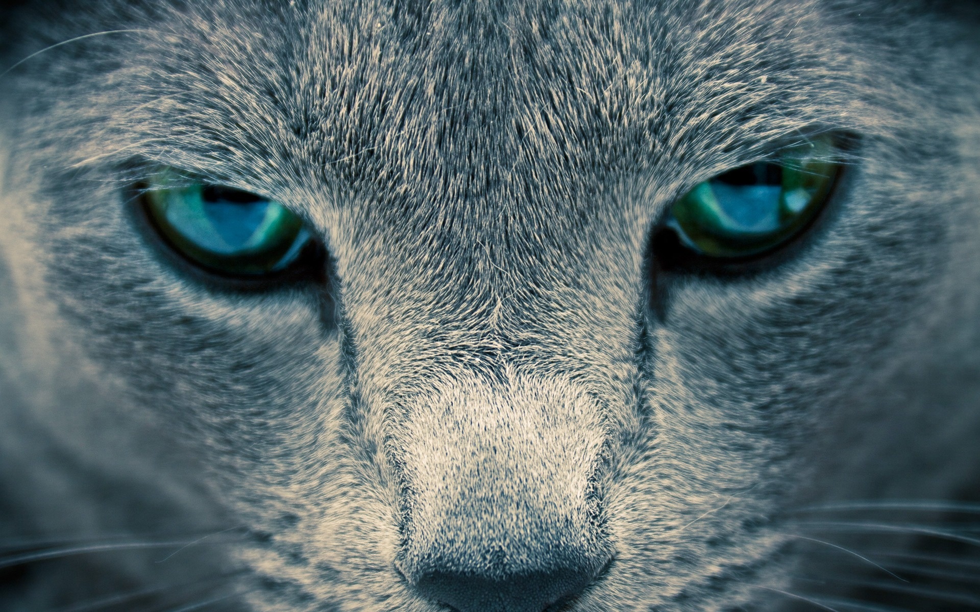 Cat Eyes Wallpapers