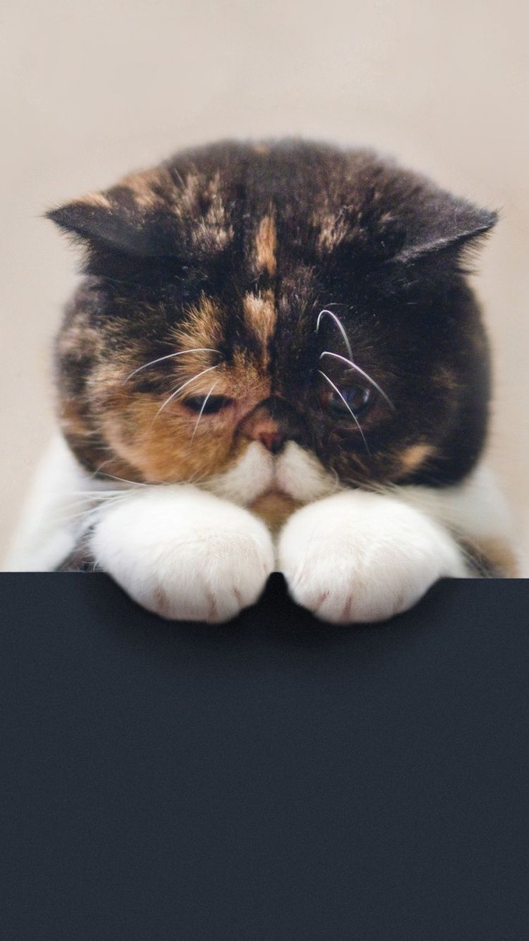 Cat Face Iphone Wallpapers