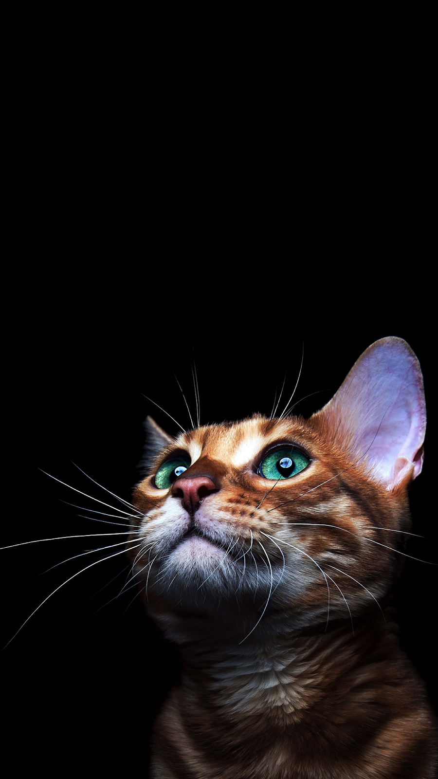 Cat Face Iphone Wallpapers