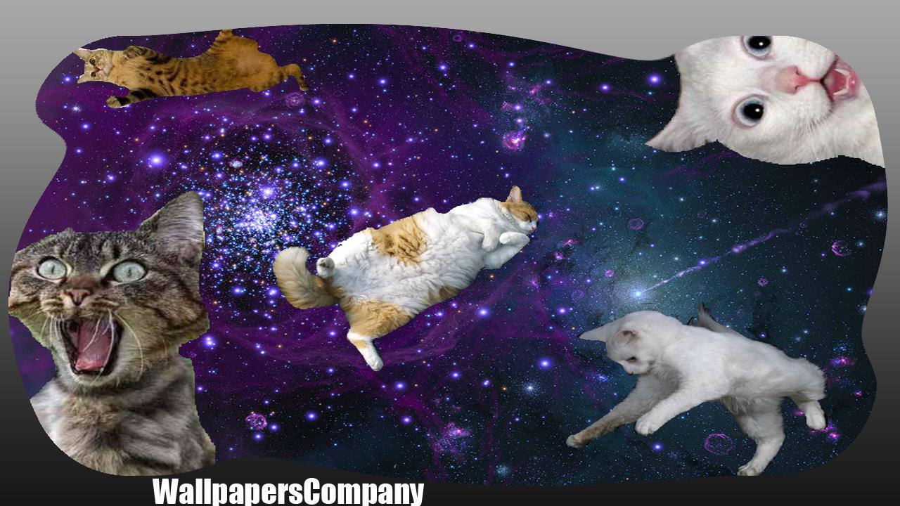 Cat Galaxy Wallpapers