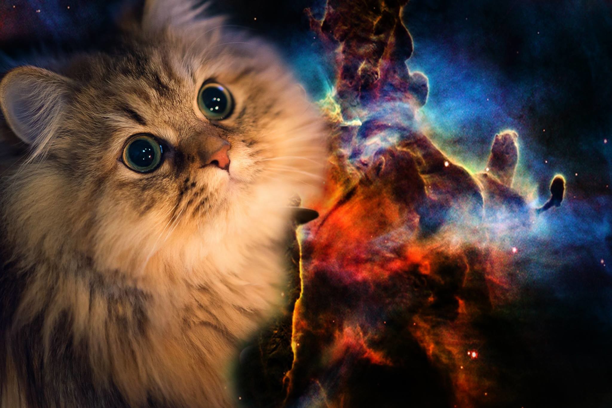 Cat Galaxy Wallpapers