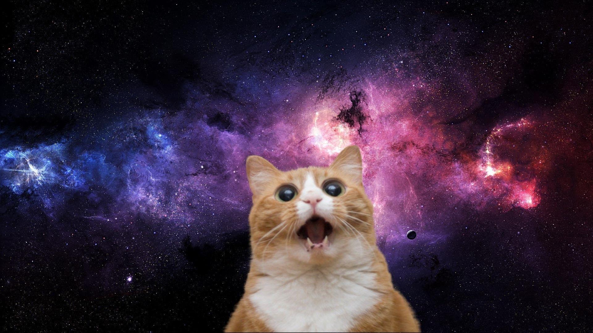 Cat Galaxy Wallpapers