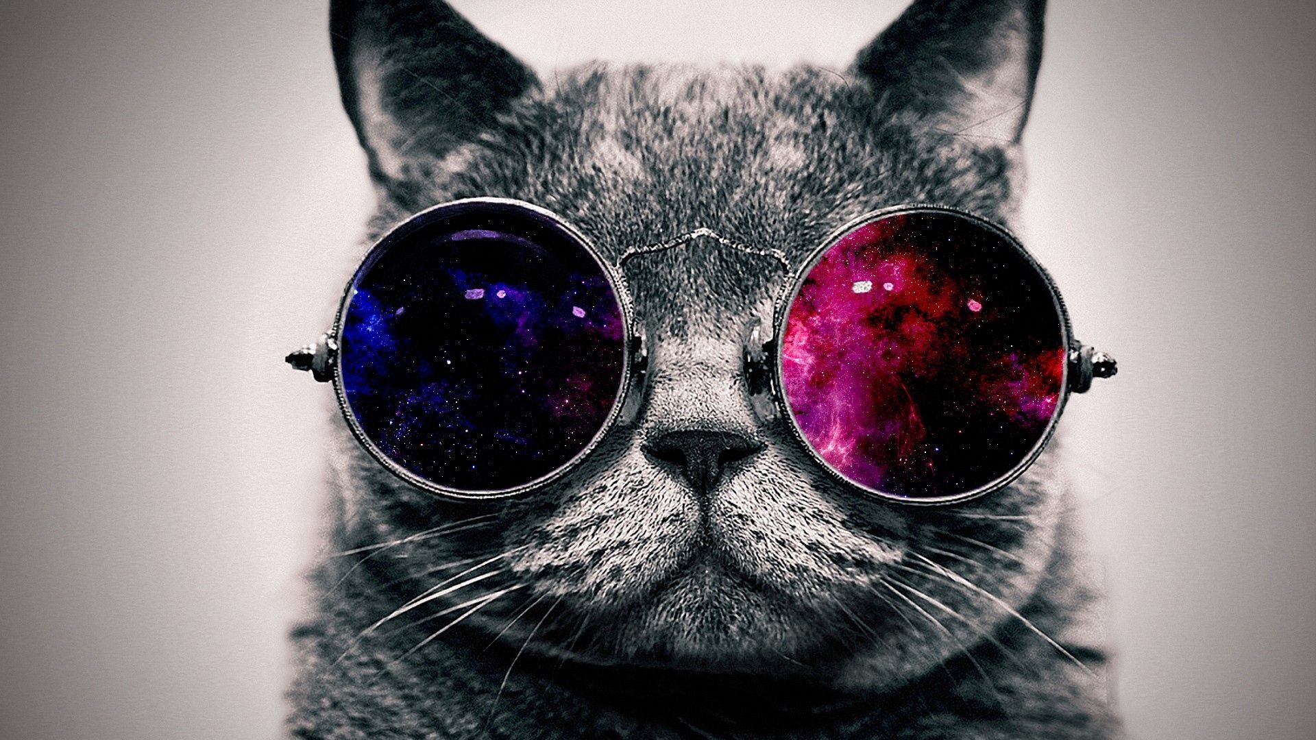 Cat Glasses Wallpapers