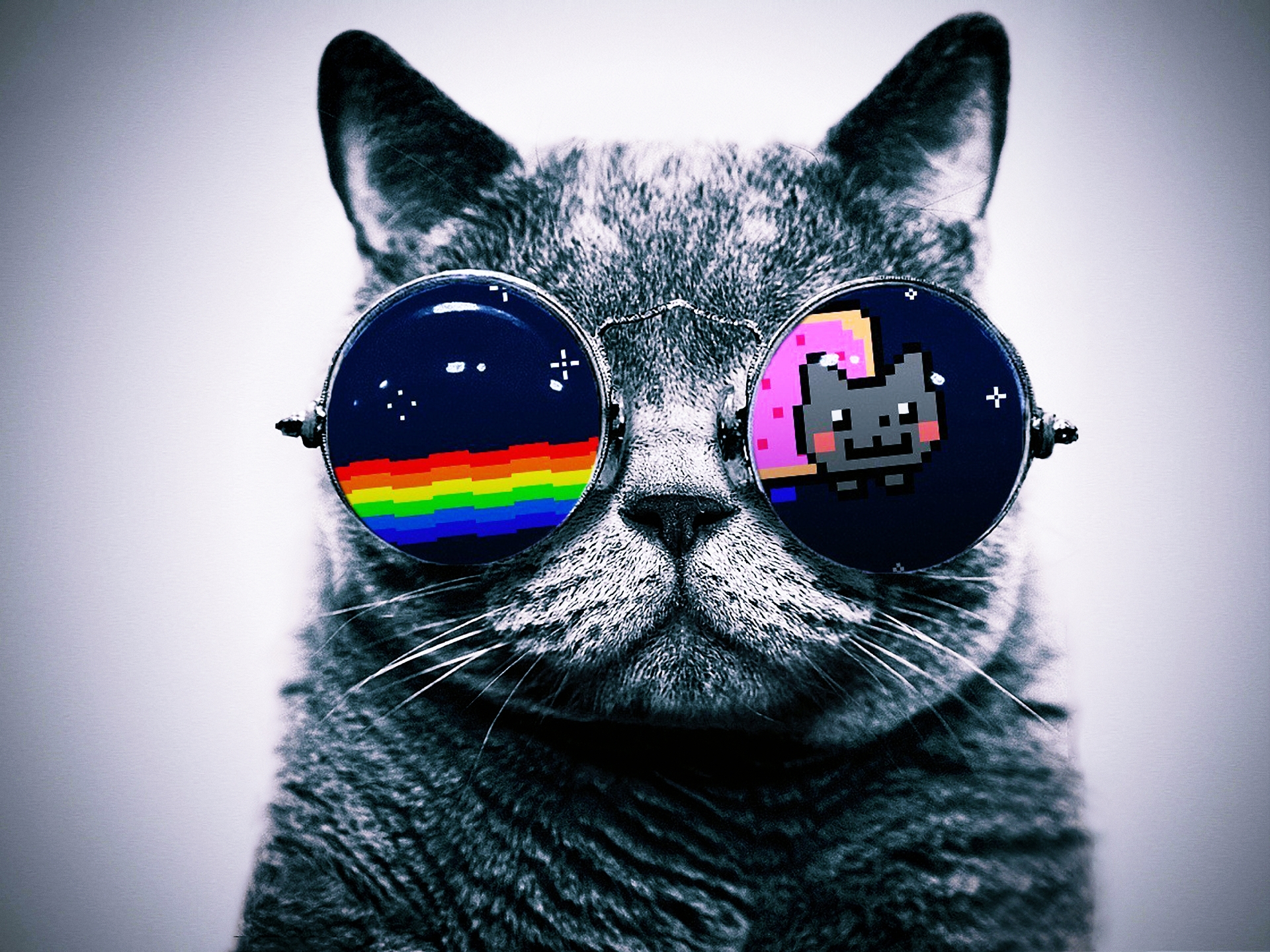 Cat Glasses Wallpapers