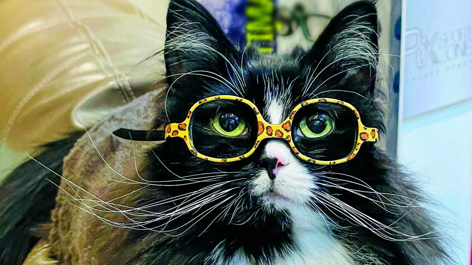 Cat Glasses Wallpapers