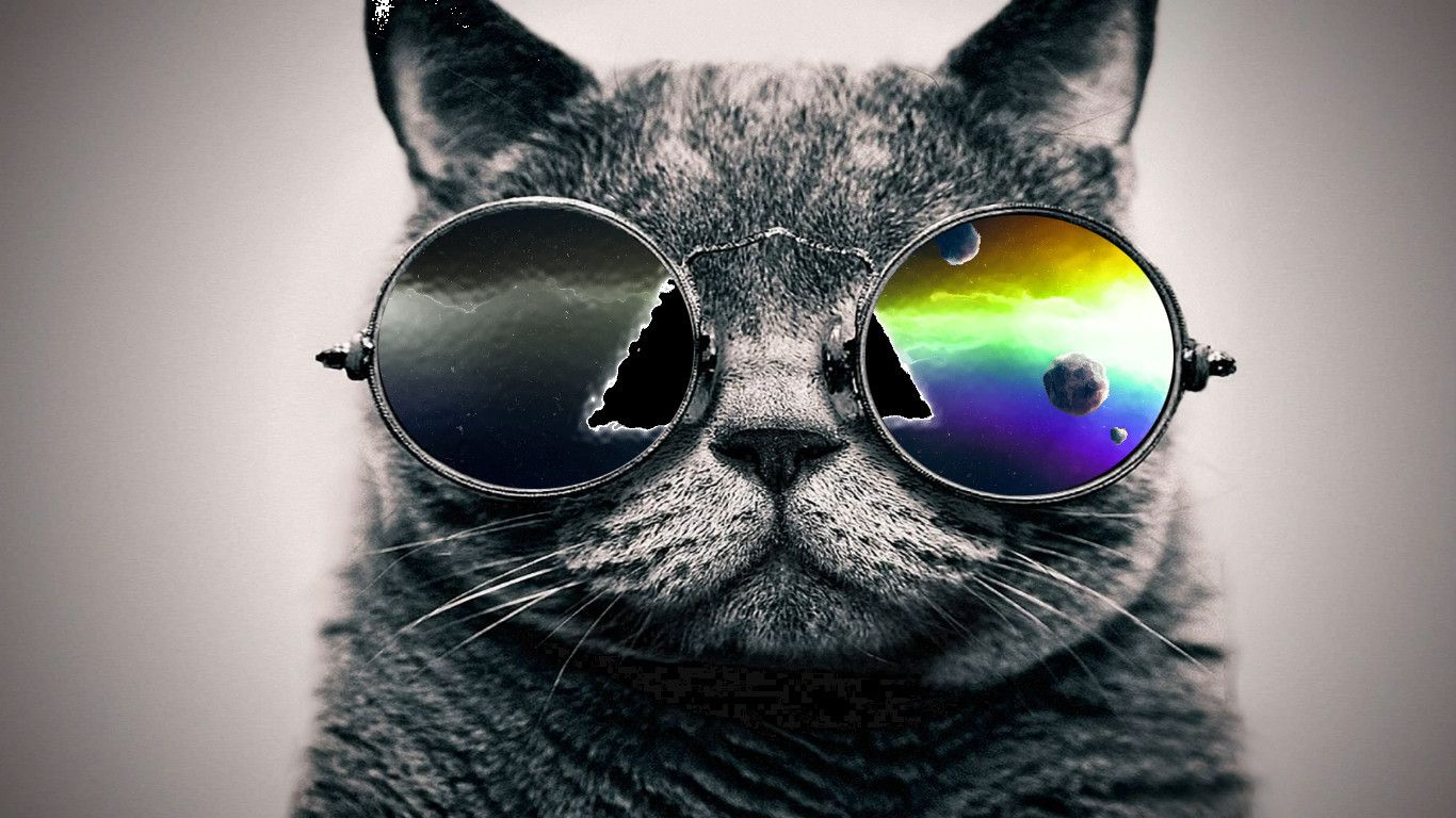 Cat Glasses Wallpapers