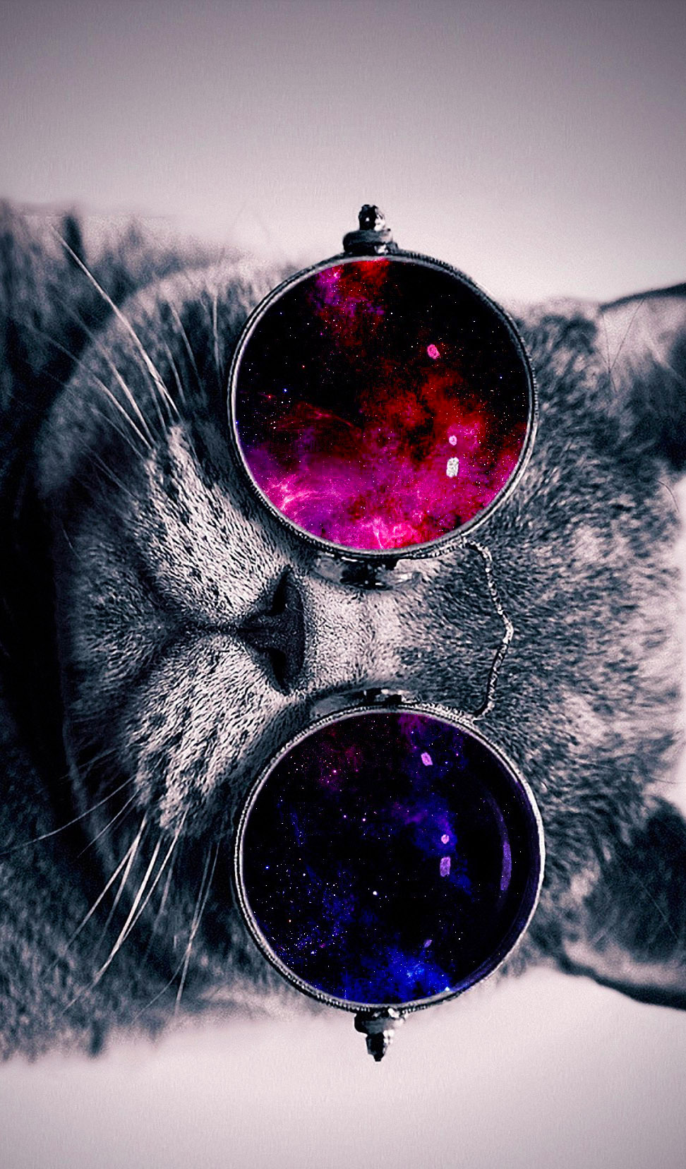 Cat Glasses Wallpapers