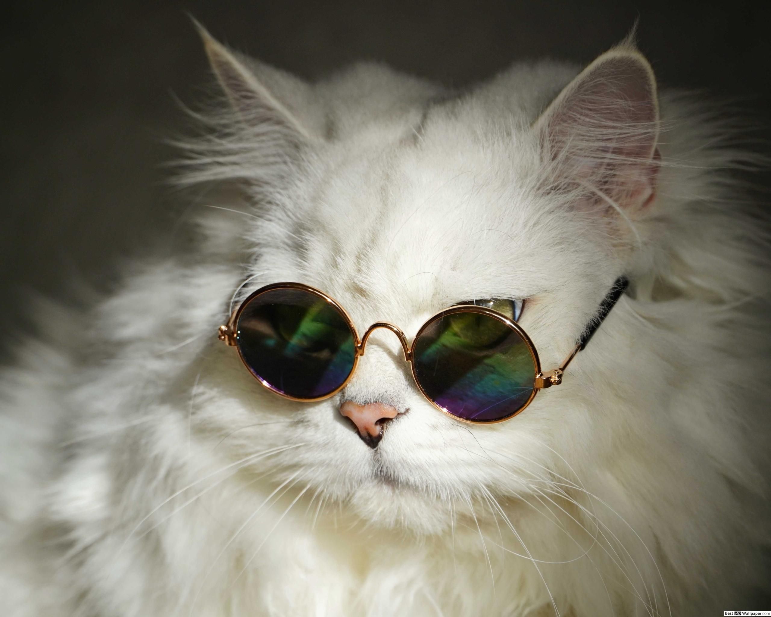 Cat Glasses Wallpapers