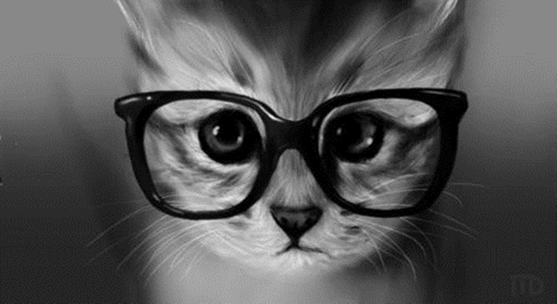 Cat Glasses Wallpapers