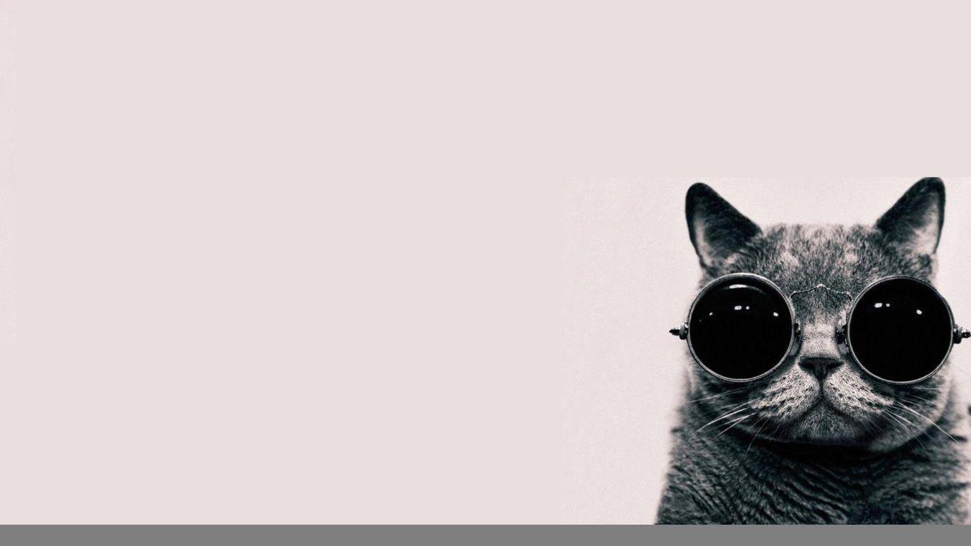 Cat Glasses Wallpapers