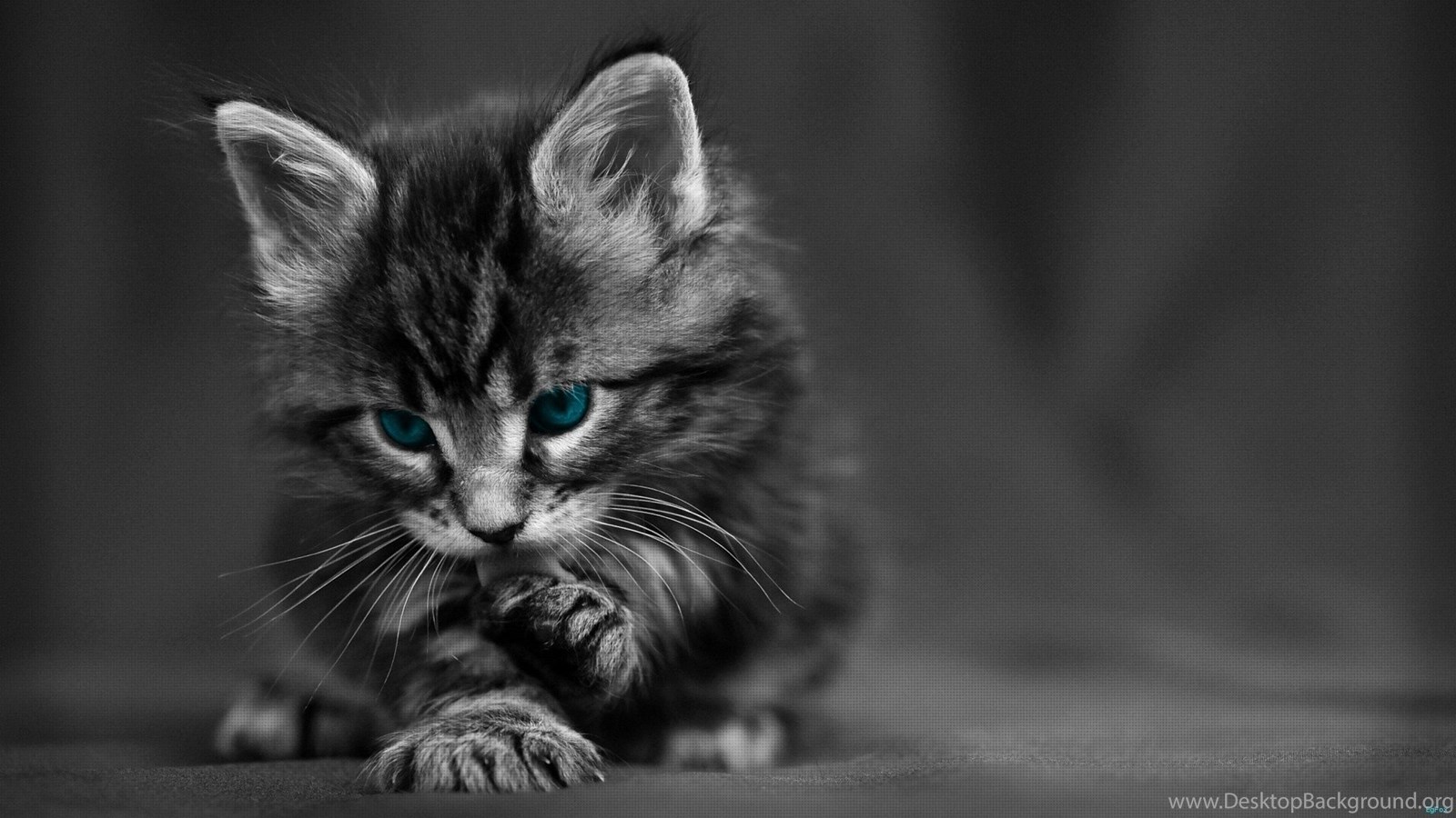 Cat Hd 1920X1080 Wallpapers