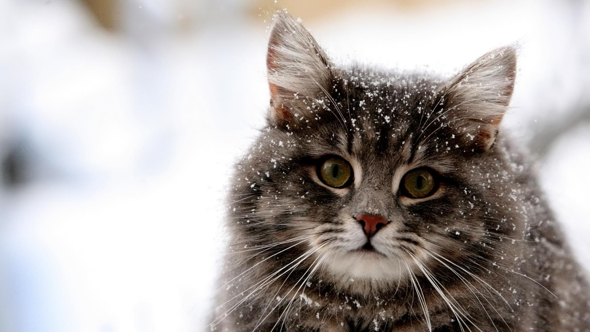 Cat In Snow Desktop Wallpapers