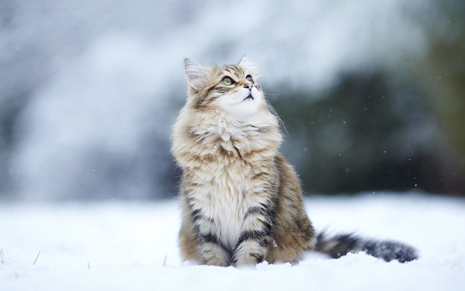 Cat In Snow Desktop Wallpapers