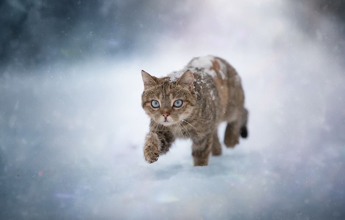 Cat In Snow Desktop Wallpapers