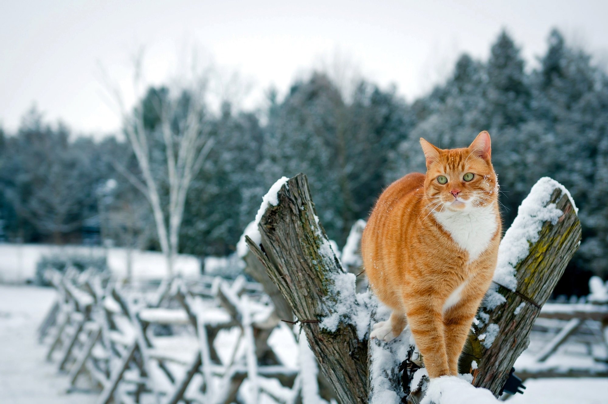 Cat In Snow Desktop Wallpapers