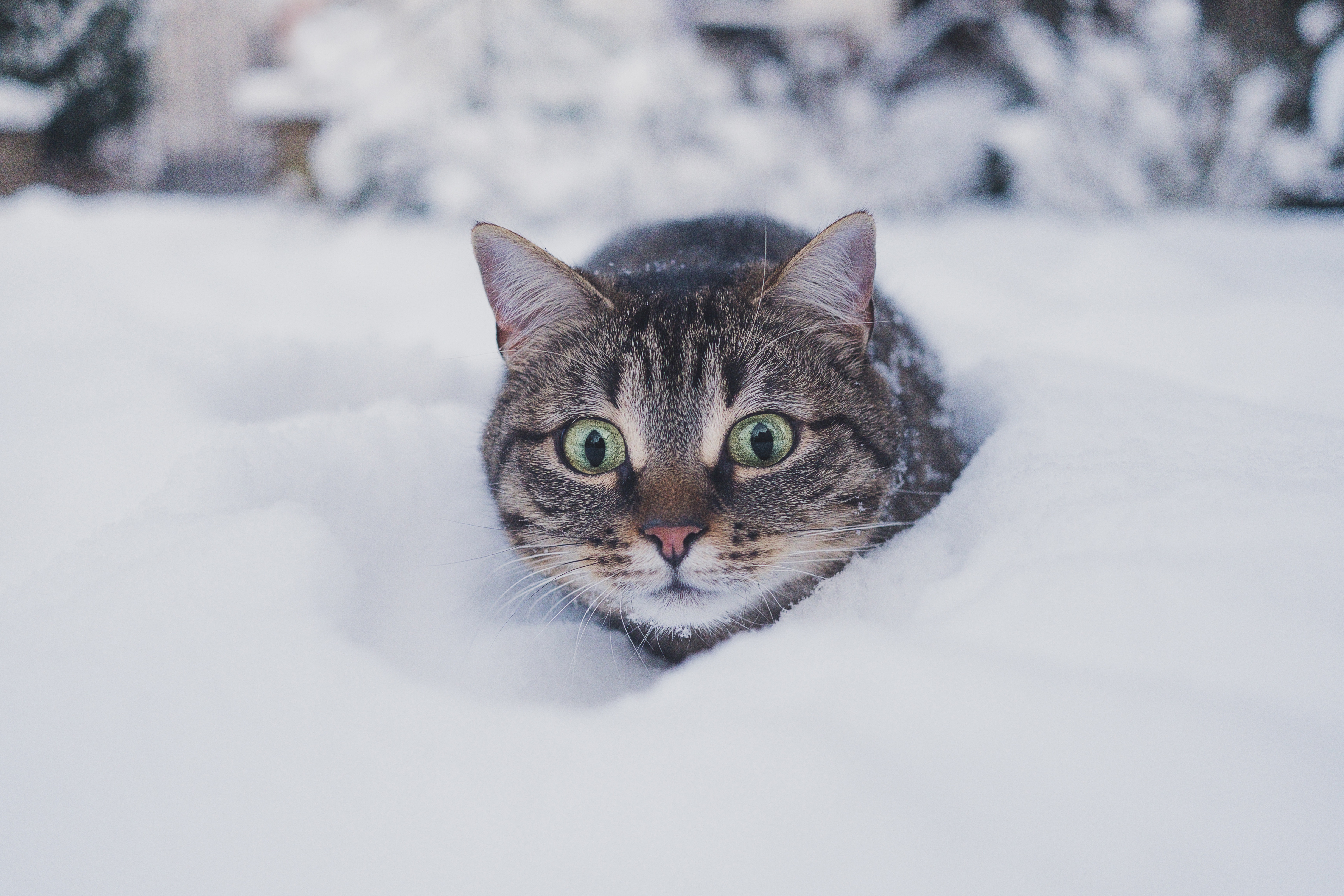 Cat In Snow Desktop Wallpapers