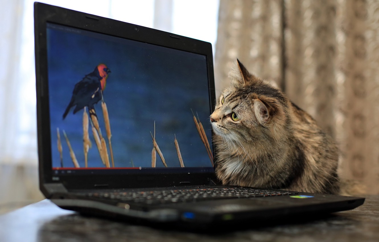 Cat Laptop Wallpapers