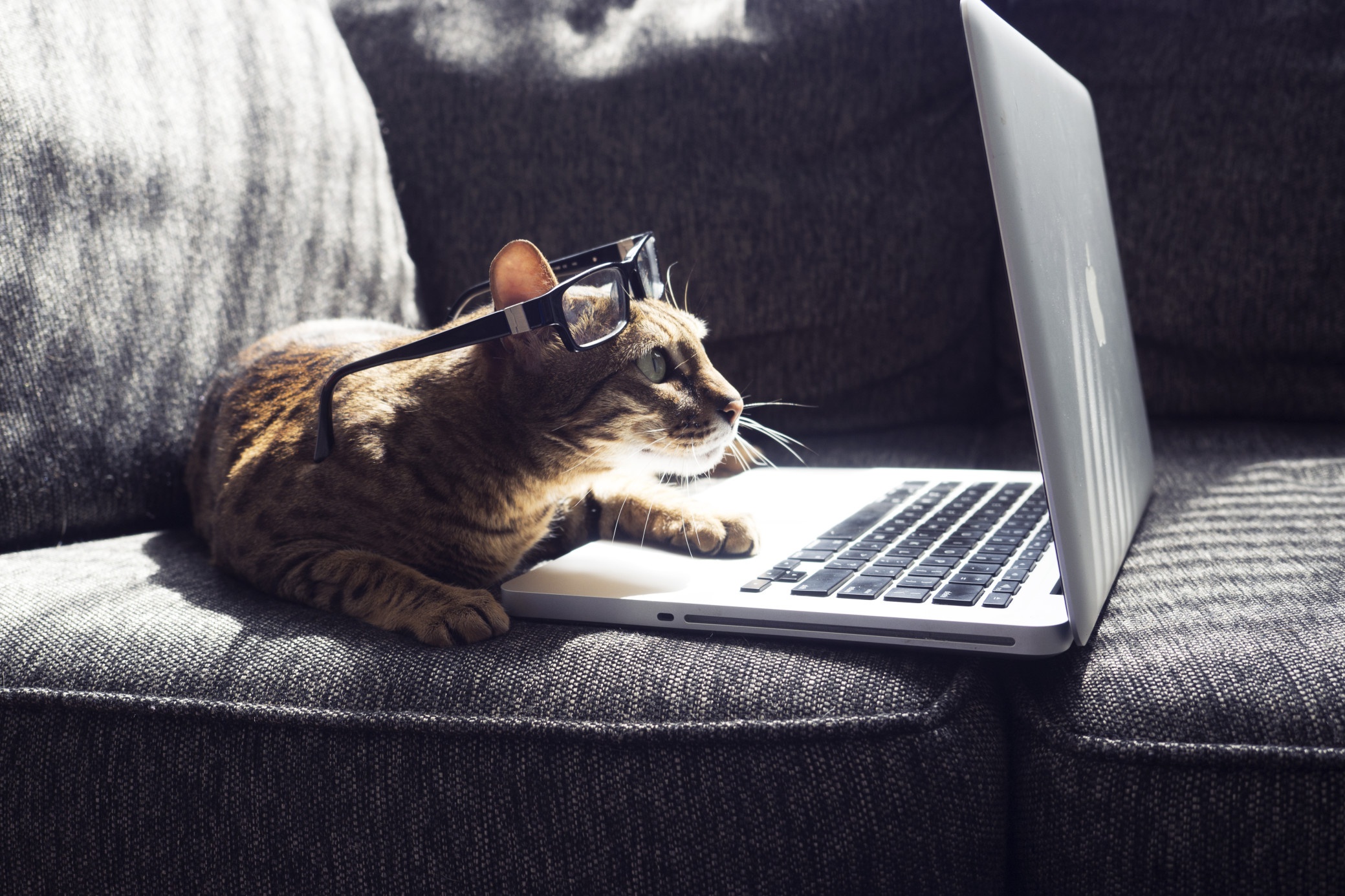 Cat Laptop Wallpapers