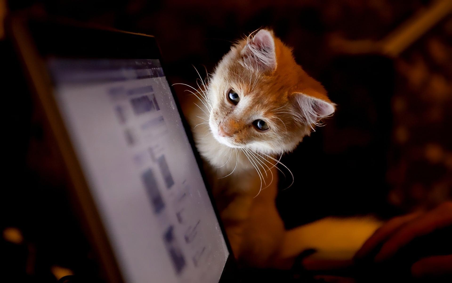 Cat Laptop Wallpapers